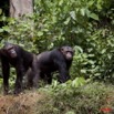 031 LEKEDI 4 Ile aux Chimpanzes 9E5MK2IMG_56242wtmk.jpg