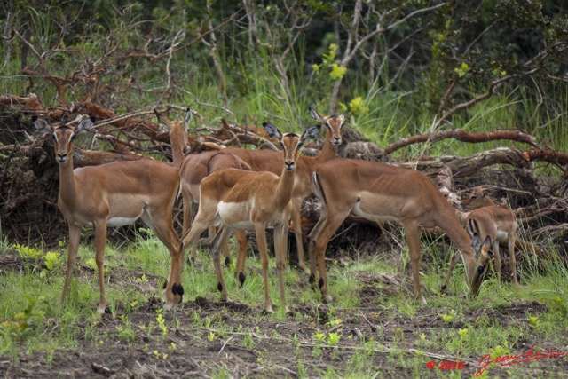 039 LEKEDI 4 Impalas Femeles en Troupeau 9E5MK2IMG_56319wtmk.jpg