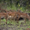 039 LEKEDI 4 Impalas Femeles en Troupeau 9E5MK2IMG_56319wtmk.jpg