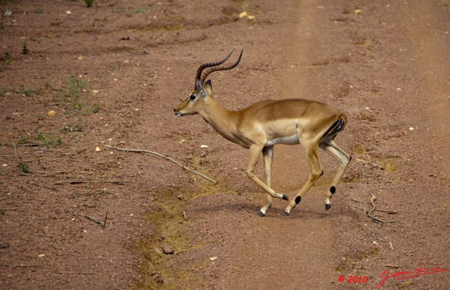 040 LEKEDI 4 Impala Male 9E5MK2IMG_56098wtmk.jpg