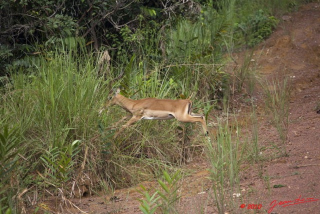 041 LEKEDI 4 Impala Male en Fuite 9E5MK2IMG_56100wtmk.jpg