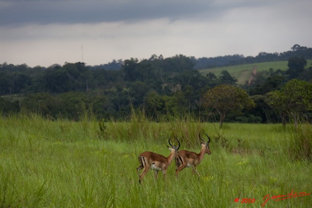 042 LEKEDI 4 Impalas Males 9E5MK2IMG_56029wtmk.jpg