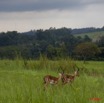 042 LEKEDI 4 Impalas Males 9E5MK2IMG_56029wtmk.jpg