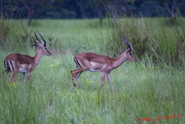 043 LEKEDI 4 Impalas Males 9E5MK2IMG_56030wtmk.jpg