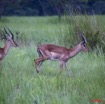 043 LEKEDI 4 Impalas Males 9E5MK2IMG_56030wtmk.jpg