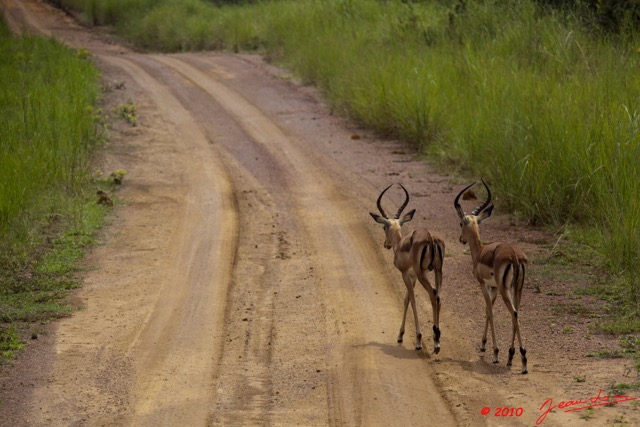 044 LEKEDI 4 Piste et Impalas Males 9E5MK2IMG_56304wtmk.jpg