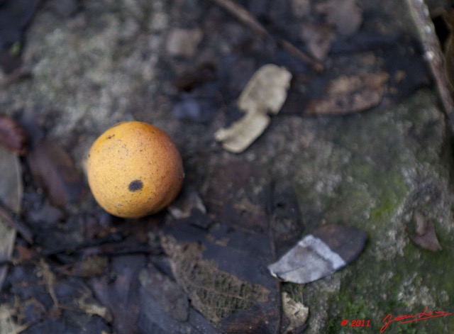 029 LEKEDI 6 Cascade Fruit Orange 11E5K2IMG_69119wtmk.jpg