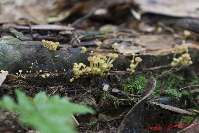 041 LEKEDI 6 Cascade Champignons 11E5K2IMG_69143wtmk.jpg