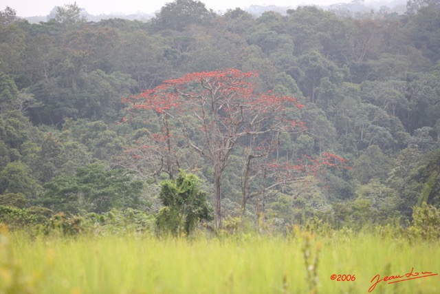 009 LEKEDI Arbre a Fleurs Rouges IMG_2391aWTMK.jpg