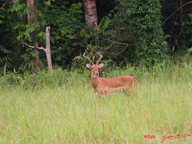 011 LEKEDI Impala IMG_2283wtmk.jpg