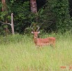 011 LEKEDI Impala IMG_2283wtmk.jpg