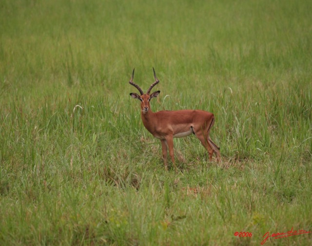 012 LEKEDI Impala IMG_2292awtmk.jpg