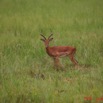 012 LEKEDI Impala IMG_2292awtmk.jpg