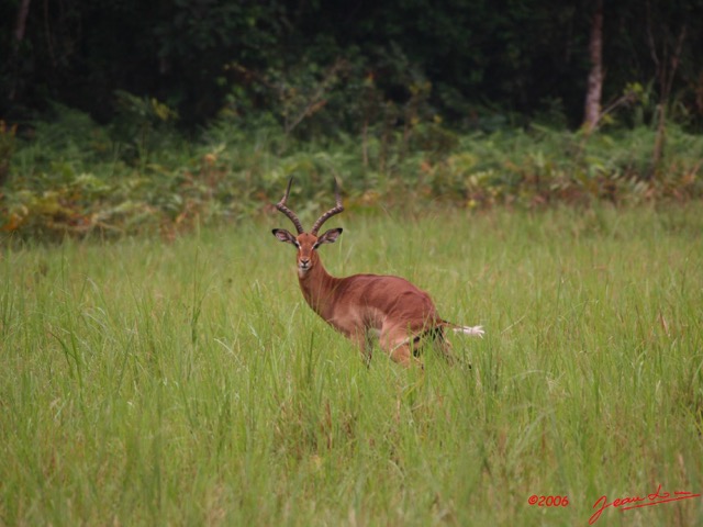 013 LEKEDI Impala IMG_2295awtmk.jpg