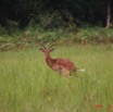 013 LEKEDI Impala IMG_2295awtmk.jpg