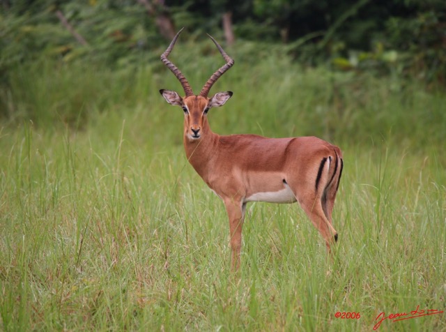 014 LEKEDI Impala IMG_2272awtmk.jpg