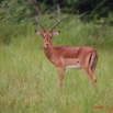 014 LEKEDI Impala IMG_2272awtmk.jpg