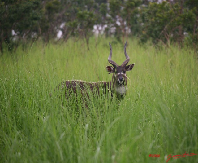 015 LEKEDI Sitatunga IMG_2270awtmk.jpg