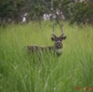 015 LEKEDI Sitatunga IMG_2270awtmk.jpg