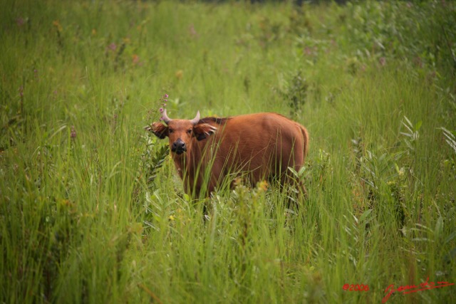 018 LEKEDI Buffles IMG_2308WTMK.jpg