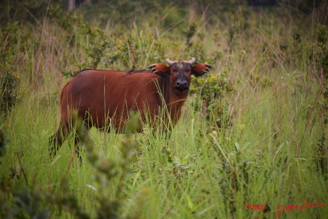019 LEKEDI Buffles IMG_2322WTMK.jpg