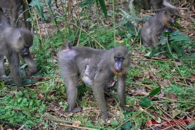 024 LEKEDI Mandrill Femelle avec son Petit IMG_2242WTMK.jpg