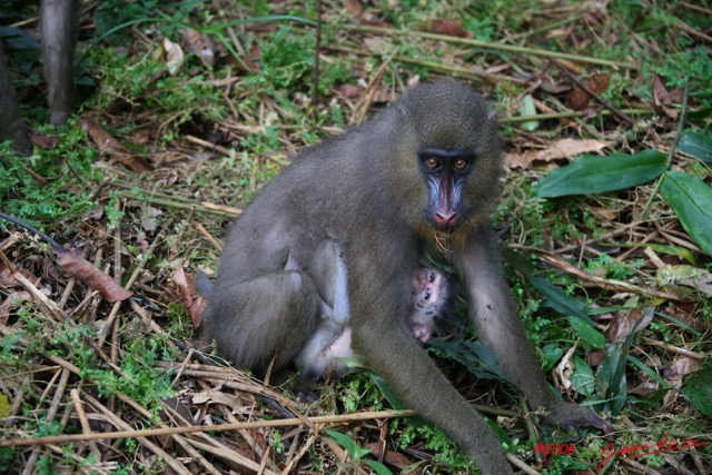 025 LEKEDI Mandrill Femelle avec son Petit IMG_2248WTMK.jpg