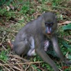 025 LEKEDI Mandrill Femelle avec son Petit IMG_2248WTMK.jpg