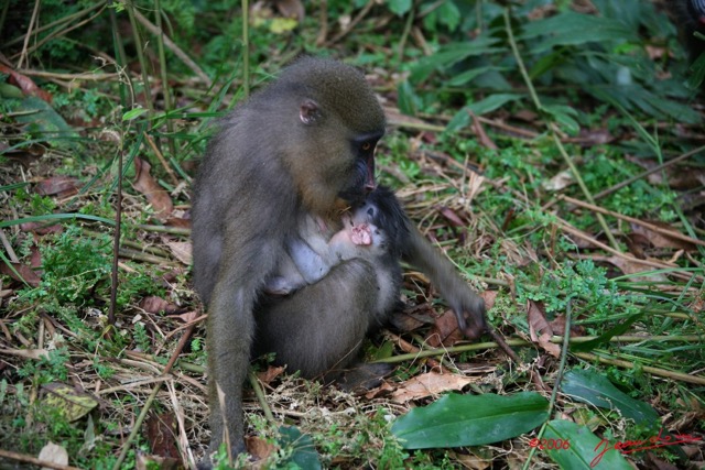 026 LEKEDI Mandrill Femelle avec son Petit IMG_2249WTMK.jpg