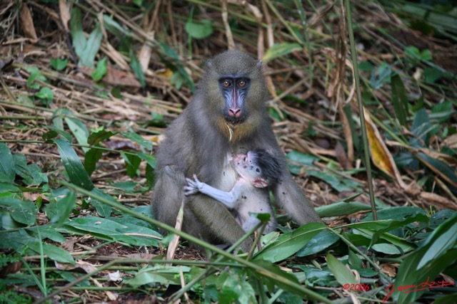 027 LEKEDI Mandrill Femelle avec son Petit IMG_2251WTMK.jpg