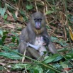 027 LEKEDI Mandrill Femelle avec son Petit IMG_2251WTMK.jpg