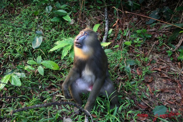 028 LEKEDI Mandrill Jeune male IMG_2258WTMK.jpg