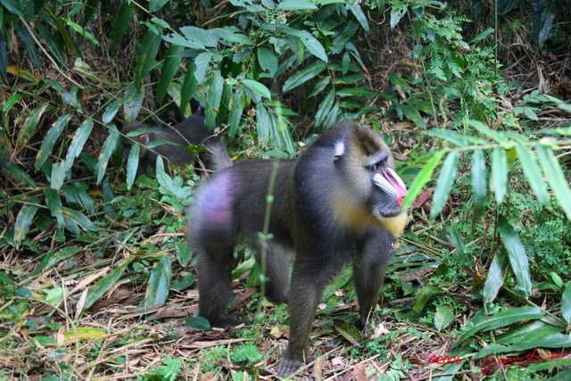 029 LEKEDI Mandrill Male Dominant IMG_2226WTMK.jpg