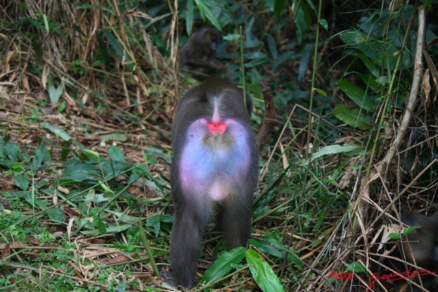 030 LEKEDI Mandrill Male Dominant IMG_2234WTMK.jpg