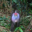 030 LEKEDI Mandrill Male Dominant IMG_2234WTMK.jpg