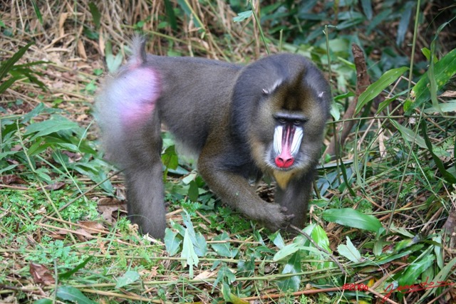 031 LEKEDI Mandrill Male Dominant IMG_2244WTMK.jpg