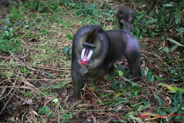 032 LEKEDI Mandrill Male Dominant IMG_2252WTMK.jpg