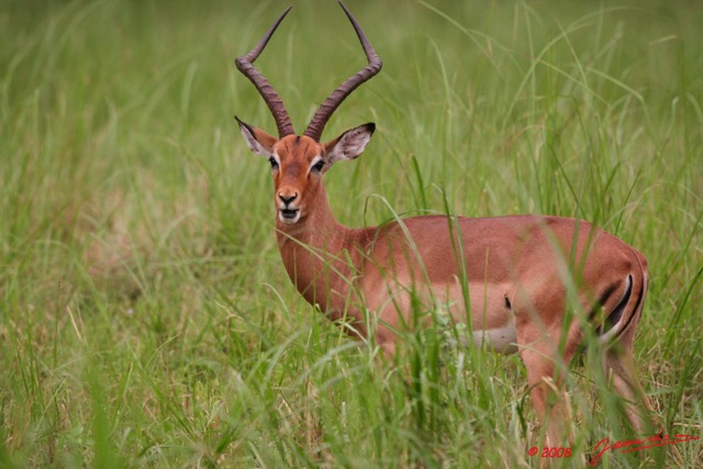 005 LEKEDI 2 Impala Male 8EIMG_3466WTMK.jpg