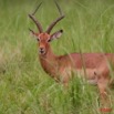 005 LEKEDI 2 Impala Male 8EIMG_3466WTMK.jpg