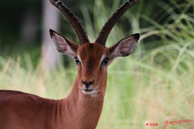 006 LEKEDI 2 Impala Male 8EIMG_3476WTMK.jpg