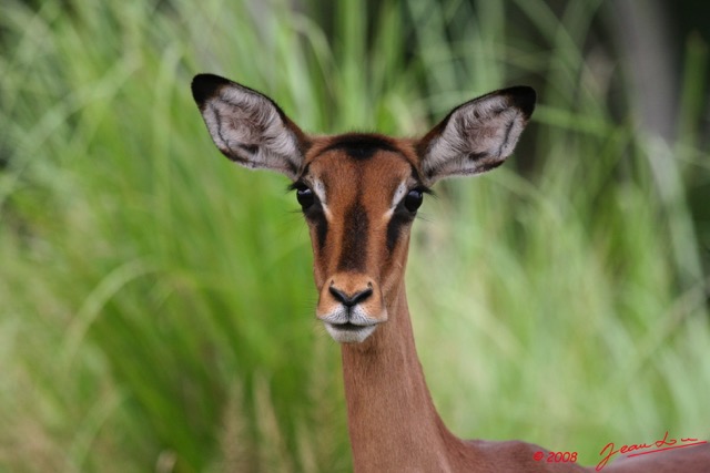008 LEKEDI 2 Impala Femelle 8EIMG_3478WTMK.jpg
