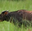 021 LEKEDI 2 Buffle avec Aigrette 8EIMG_3425WTMK.jpg