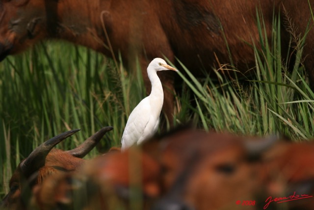 022 LEKEDI 2 Buffle avec Aigrette 8EIMG_3576WTMK.jpg