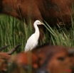 022 LEKEDI 2 Buffle avec Aigrette 8EIMG_3576WTMK.jpg