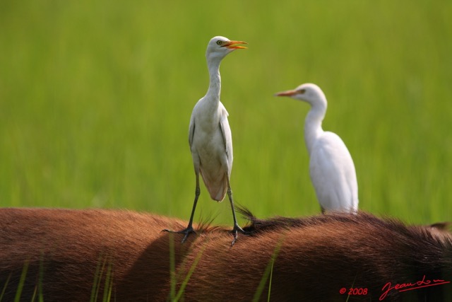 023 LEKEDI 2 Buffle avec Aigrette 8EIMG_3606WTMK.jpg