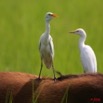 023 LEKEDI 2 Buffle avec Aigrette 8EIMG_3606WTMK.jpg