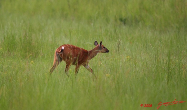 034 LEKEDI 2 Sitatunga Femelle 8EIMG_3396wtmk.jpg