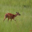 034 LEKEDI 2 Sitatunga Femelle 8EIMG_3396wtmk.jpg