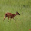 034 LEKEDI 2 Sitatunga Femelle 8EIMG_3396wtmk.jpg