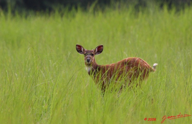 035 LEKEDI 2 Sitatunga Femelle 8EIMG_3421wtmk.jpg